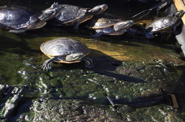 Turtle & Tortoise Sanctuary Northwest  